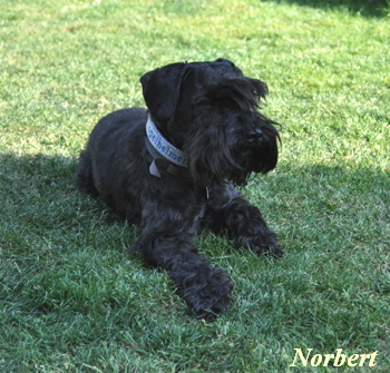 Welpen P Wurf 07 Mai 11 057