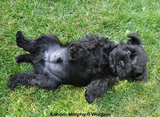 Welpen X 11 Mai 18 (36)