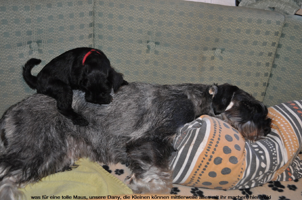 Y Welpen 9.November 19 (19)