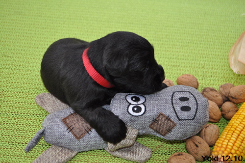 Y Wurf 12.Okt.19 (2)