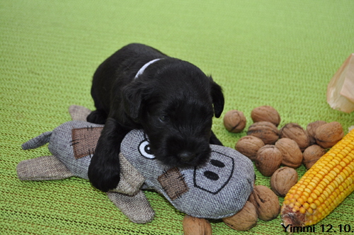 Y Wurf 12.Okt.19 (7)