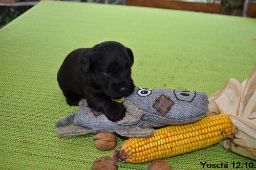 Y Wurf 12.Okt.19 (15)