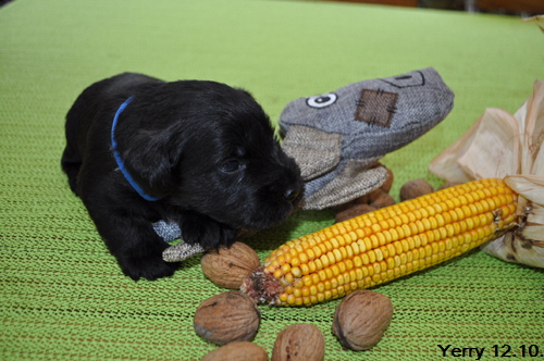 Y Wurf 12.Okt.19 (24)