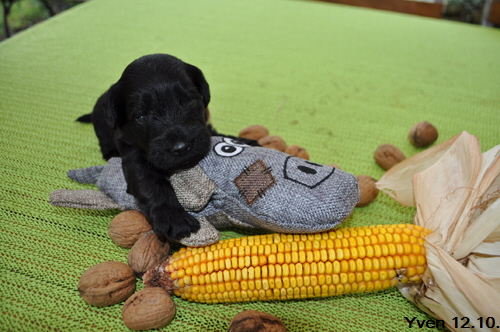 Y Wurf 12.Okt.19 (31)