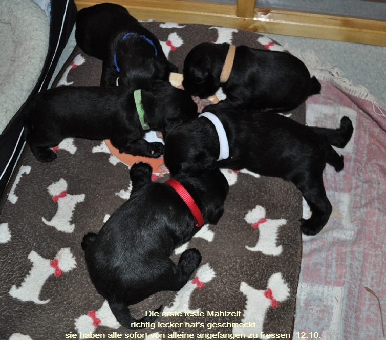 Y Wurf 12.Okt.19 (36)