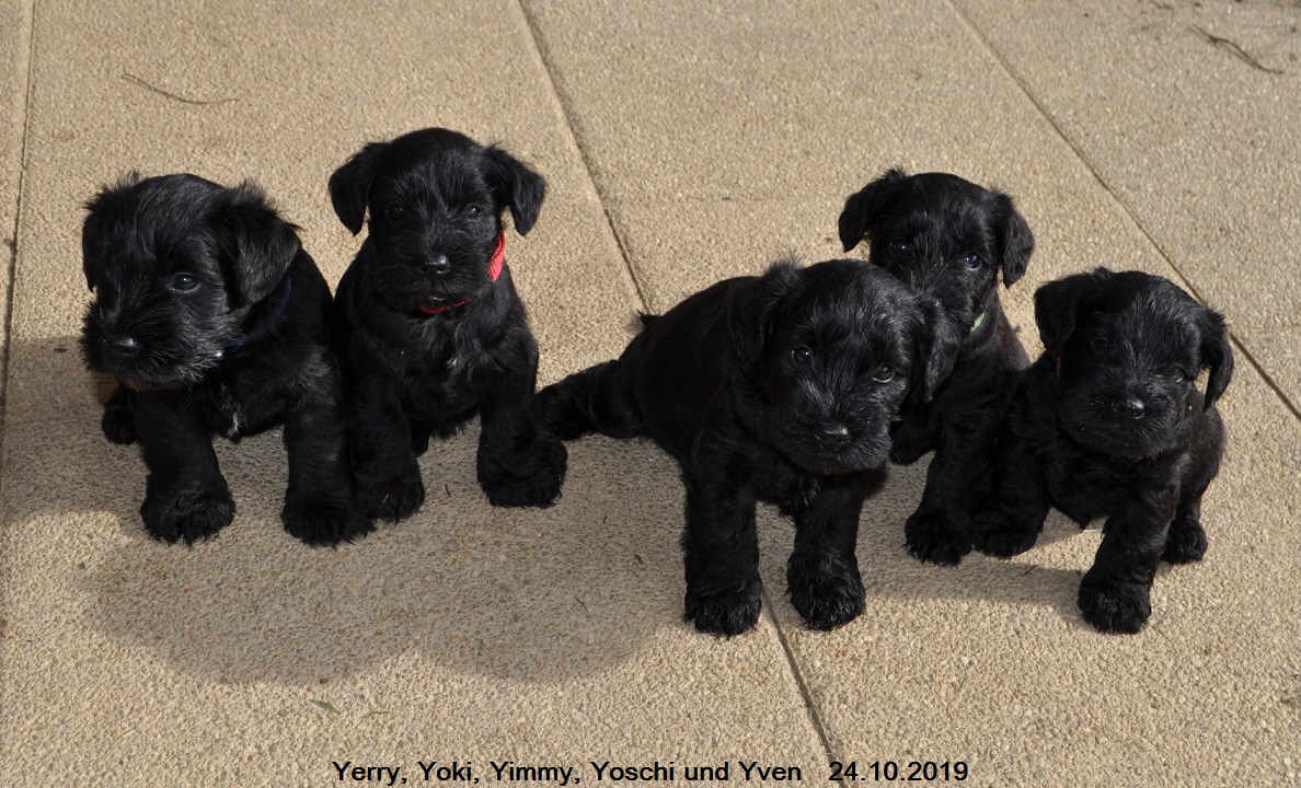 Y Wurf 24.Okt.19 (6)