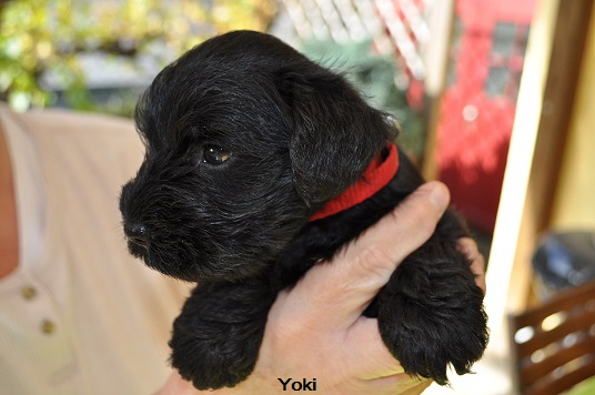 Y Wurf 24.Okt.19 (40)