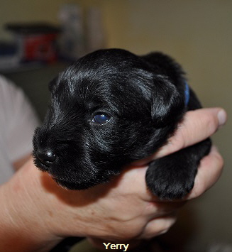 Y Wurf 7.Okt.19 (19)