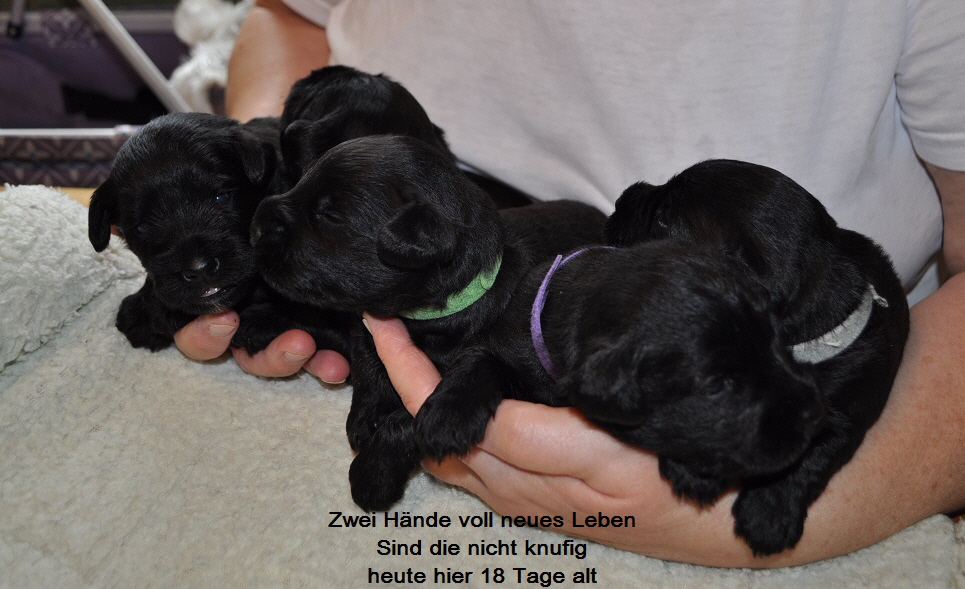 Y Wurf 7.Okt.19 (37)