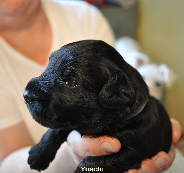 Y Wurf 7.Okt.19 (23)