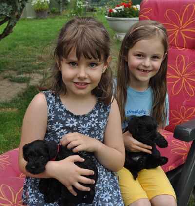 Zwergschnauzer und Kinder