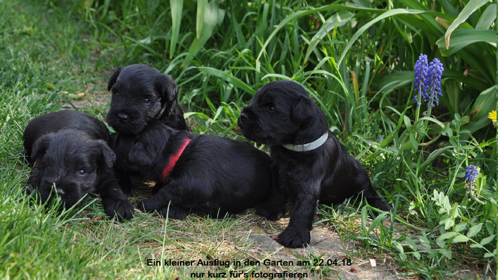 im Garten 3,5 Wochen alt 22.04