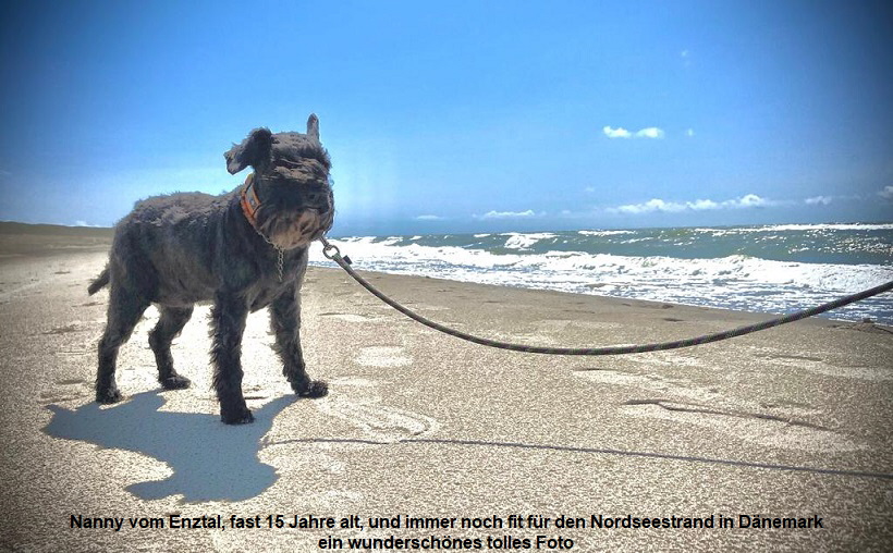 Nanny vom Enztal, fast 15 Jahre alt, und immer noch fit fr den Nordseestrand in Dnemark
ein wunderschnes tolles Foto
