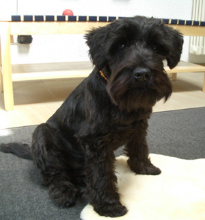 norbert102