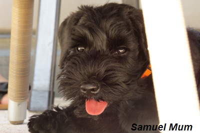 samuel 12 wo. und 3.1 kg schwer