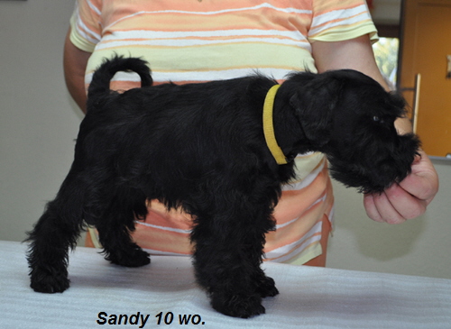 sandy 10 wo alt02