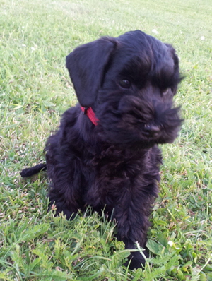 schnauzi im neuen zuhause702