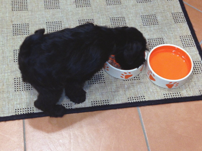 strolchi im neuen zuhause1