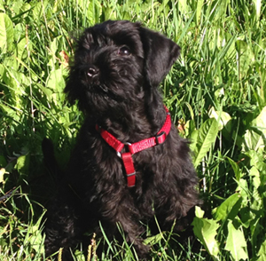 strolchi 12 wo. 2,7 kg03