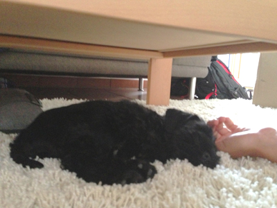 strolchi im neuen zuhause3